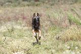 MALINOIS 366